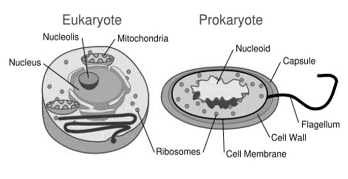 sel prokariotik dan eukariotik